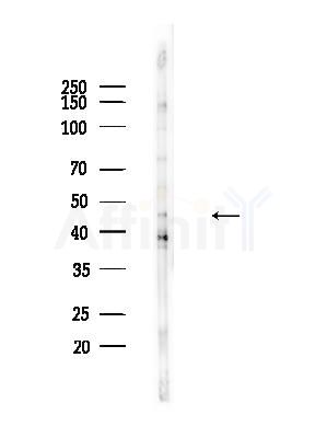 Phospho-GSK3 beta (Ser9) Antibody - Western blot analysis of lysates from B16F10-LUC cells(heat-shock,45min treatment), using Phospho-GSK3 beta (Ser9) Antibody at 1/1000 dilution.