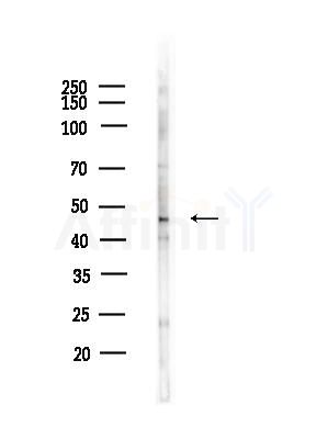 Phospho-GSK3 beta (Ser9) Antibody - Western blot analysis of lysates from RAW264.
