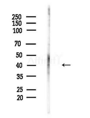 Phospho-Connexin 43 / GJA1 (Tyr265) Antibody - Western blot analysis of lysates from Hela cells(LPS,4h treatment), using Phospho-Connexin 43 / GJA1 (Tyr265) Antibody at 1/1000 dilution.