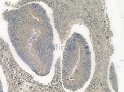Phospho-Connexin 43 / GJA1 (Ser262) Antibody - AF2307 at 1/100 staining rat colorectal tissue by IHC-P.