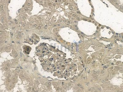 Phospho-GRK2 (Ser29) Antibody - AF2309 at 1/100 staining human normal kidney tissue by IHC-P.