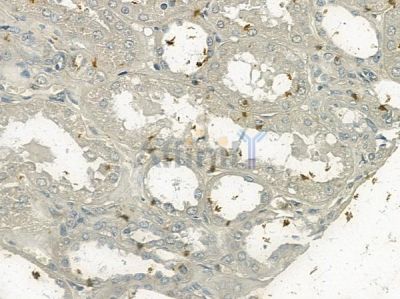 Phospho-Afadin (Ser1799) Antibody - AF2315 at 1/100 staining human normal kidney tissue by IHC-P.