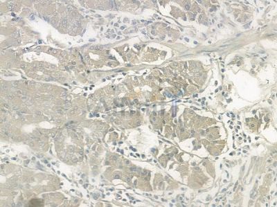 Phospho-Bim (Ser69) Antibody - AF2324 at 1/100 staining human normal gastric tissue by IHC-P.