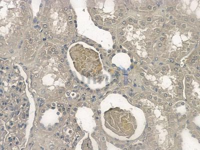Phospho-Bim (Ser77) Antibody - AF2325 at 1/100 staining human normal kidney tissue by IHC-P.
