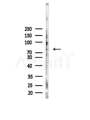 Phospho-BMAL1 (Ser42) Antibody - Western blot analysis of lysates from Hela cells(heat-shock,45min treatment), using Phospho-BMAL1 (Ser42) Antibody at 1/1000 dilution.