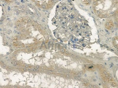 Phospho-CaMKII (Tyr231) Antibody - AF2327 at 1/100 staining human normal kidney tissue by IHC-P.