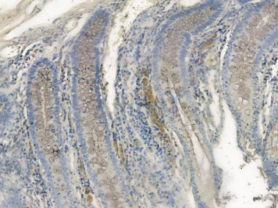 Phospho-CD79A (Tyr182) Antibody - AF2329 at 1/100 staining human normal colon tissue by IHC-P.