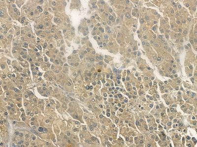 Phospho-DR6 (Ser562) Antibody - AF2339 at 1/100 staining rat spleen tissue by IHC-P.