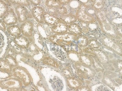 Phospho-HSL (Ser563)[Ser853] Antibody - AF2350 at 1/100 staining human normal kidney tissue by IHC-P.