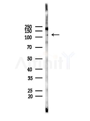 Phospho-EIF3B (Ser154) Antibody - Western blot analysis of lysates from B16F10-LUC cells(LPS, 4h treatment), using Phospho-EIF3B (Ser154) Antibody at 1/1000 dilution.