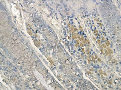 Phospho-KSR1(Ser392) Antibody - AF2358 at 1/100 staining mouse liver tissue by IHC-P.