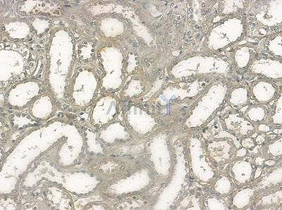 Phospho-KSR1(Ser392) Antibody - AF2358 at 1/100 staining mouse skin tissue by IHC-P.