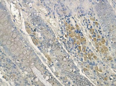 Phospho-KSR1(Ser392) Antibody - AF2358 at 1/100 staining human normal colon tissue by IHC-P.