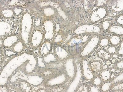 Phospho-KSR1(Ser392) Antibody - AF2358 at 1/100 staining human normal kidney tissue by IHC-P.