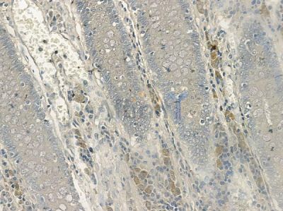 Phospho-LAT (Tyr200) Antibody - AF2359 at 1/100 staining human normal colon tissue by IHC-P.
