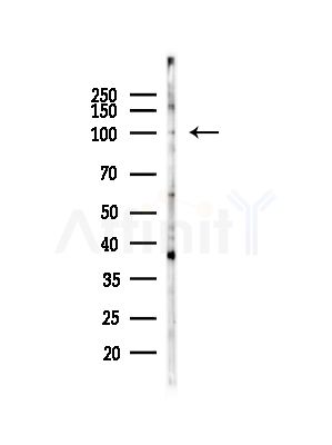 Phospho-MCM3 (Ser112) Antibody - Western blot analysis of lysates from COS-7 cells(heat-shock,45min treatment), using Phospho-MCM3 (Ser112) Antibody at 1/1000 dilution.