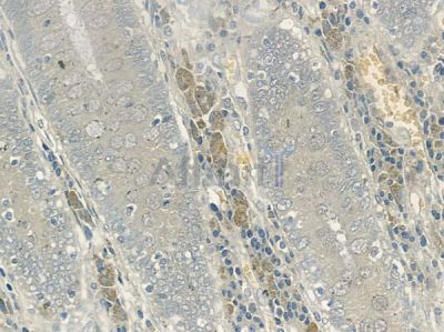 Phospho-MSK1 (Ser360) Antibody - AF2366 at 1/100 staining human normal colon tissue by IHC-P.