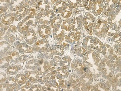 Phospho-MST1(Thr183)/MST2(Thr180) Antibody - AF2367 at 1/100 staining mouse pancreatic tissue by IHC-P.