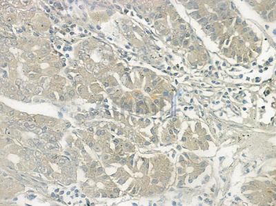 Phospho-Myt1 (Ser83) Antibody - AF2369 at 1/100 staining human normal gastric tissue by IHC-P.
