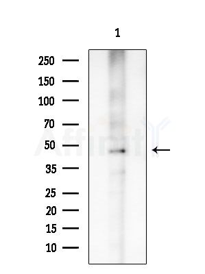 Phospho-Nucleophosmin (Thr95) Antibody - Western blot analysis of lysates from Mouse testis, using Phospho-Nucleophosmin (Thr95) Antibody at 1/1000 dilution.