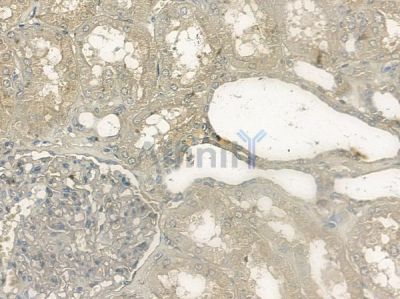 Phospho-p40 phox (Thr154) Antibody - AF2376 at 1/100 staining human normal kidney tissue by IHC-P.
