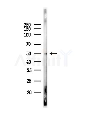Phospho-p53 (Thr81) Antibody - Western blot analysis of lysates from Mouse testis, using Phospho-p53 (Thr81) Antibody at 1/1000 dilution.