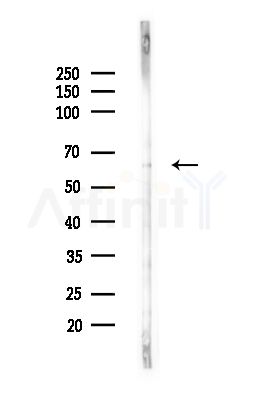 Phospho-PAK2 (Ser20) Antibody - Western blot analysis of lysates from RAW264.