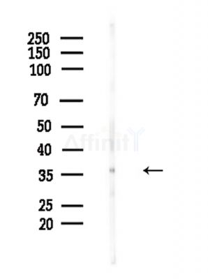 Phospho-PRAS40 (Ser183) Antibody - Western blot analysis of lysates from Hela cells(LPS,4h treatment), using Phospho-PRAS40 (Ser183) Antibody at 1/1000 dilution.