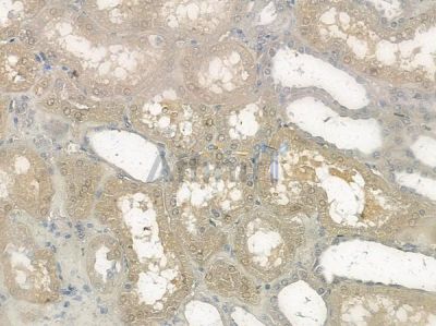 Phospho-Rictor (Thr1135) Antibody - AF2397 at 1/100 staining human normal kidney tissue by IHC-P.