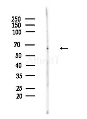 Phospho-SHP1 (Tyr564) Antibody - Western blot analysis of lysates from Hela cells(LPS,4h treatment), using Phospho-SHP1 (Tyr564) Antibody at 1/1000 dilution.