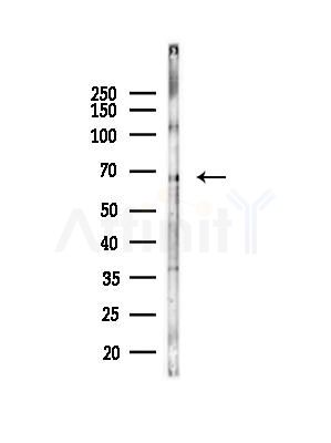 Phospho-Tau (Ser416)[Ser733] Antibody - Western blot analysis of lysates from B16F10-LUC cells(heat-shock,45min treatment), using Phospho-Tau (Ser416)[Ser733] Antibody at 1/1000 dilution.