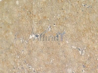 Phospho-TIE2 (Tyr992) Antibody - AF2424 at 1/100 staining human normal gastric tissue by IHC-P.