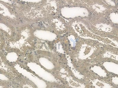 Phospho-Tuberin/TSC2 (Ser1387) Antibody - AF2430 at 1/100 staining human normal kidney tissue by IHC-P.