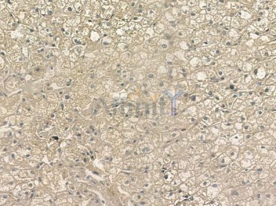 Phospho-Calnexin (Ser564) Antibody - AF2438 at 1/100 staining human normal liver tissue by IHC-P.