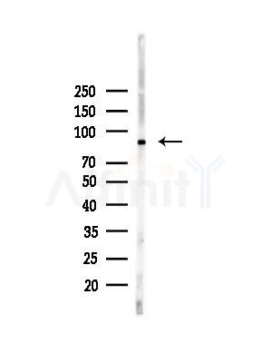 Phospho-Calnexin (Ser564) Antibody - Western blot analysis of lysates from Hela cells(heat-shock,45min treatment), using Phospho-Calnexin (Ser564) Antibody at 1/1000 dilution.