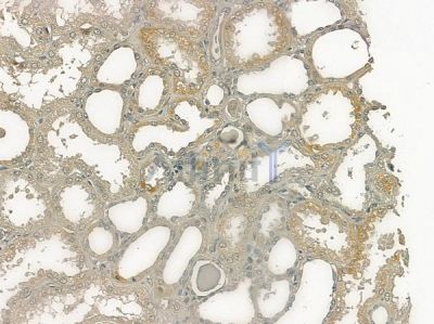 Phospho-Chk1 (Ser345) Antibody - AF3008 at 1/100 staining human normal kidney tissue by IHC-P.