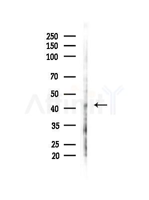 Phospho-c-Fos (Ser362) Antibody - Western blot analysis of lysates from B16F10-LUC cells(LPS,4h treatment), using Phospho-c-Fos (Ser362) Antibody at 1/1000 dilution.