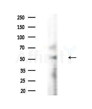 Phospho-p53 (Ser392) Antibody - Western blot analysis of extracts from Raji cells(heat-shock,45min treatment), using Phospho-p53 (Ser392) Antibody at 1/1000 dilution.