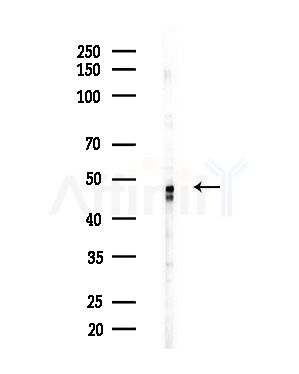 Phospho-p53 (Ser366) Antibody - Western blot analysis of lysates from COLO205 cells(heat-shock,45min treatment), using Phospho-p53 (Ser366) Antibody at 1/1000 dilution.