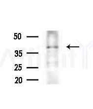 Phospho-c-Jun (Thr239) Antibody - Western blot analysis of extracts from HepG2 cells(heat-shock,45min treatment), using Phospho-c-Jun (Thr239) Antibody at 1/1000 dilution.