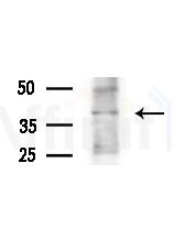 Phospho-c-Jun (Thr239) Antibody - Western blot analysis of extracts from COLO205 cells(heat-shock,45min treatment), using Phospho-c-Jun (Thr239) Antibody at 1/1000 dilution.