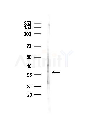 Phospho-c-Jun (Thr239) Antibody - Western blot analysis of lysates from COLO205 cells(heat-shock,45min treatment), using Phospho-c-Jun (Thr239) Antibody at 1/1000 dilution.