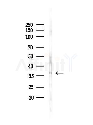 Phospho-c-Jun (Thr239) Antibody - Western blot analysis of lysates from HepG2 cells(heat-shock,45min treatment), using Phospho-c-Jun (Thr239) Antibody at 1/1000 dilution.