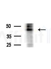 Phospho-c-Jun (Tyr170) Antibody - Western blot analysis of extracts from COLO205 cells(heat-shock,45min treatment), using Phospho-c-Jun (Tyr170) Antibody at 1/1000 dilution.