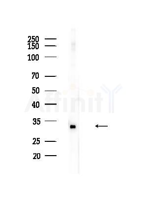 Phospho-ADRB2 (Ser346) Antibody - Western blot analysis of lysates from B16F10-LUC cells(heat-shock,45min treatment), using Phospho-ADRB2 (Ser346) Antibody at 1/1000 dilution.