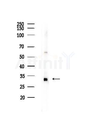 Phospho-ADRB2 (Ser346) Antibody - Western blot analysis of lysates from RAW264.