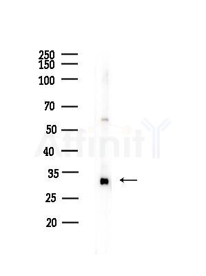 Phospho-ADRB2 (Ser346) Antibody - Western blot analysis of lysates from RAW264.