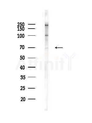 Phospho-c-Myb (Ser532) Antibody - Western blot analysis of lysates from RAW264.