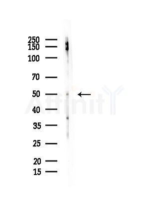 Phospho-Tau (Ser235) Antibody - Western blot analysis of lysates from Mouse testis, using Phospho-Tau (Ser235) Antibody at 1/1000 dilution.