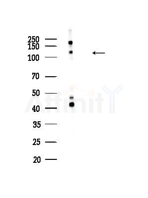 Phospho-B Raf (Ser446) Antibody - Western blot analysis of lysates from K562 cells, using Phospho-B Raf (Ser446) Antibody at 1/1000 dilution.